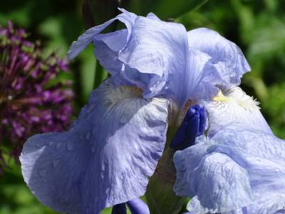 Blumen am Savignyplatz