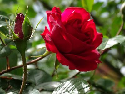 Blumen am Savignyplatz